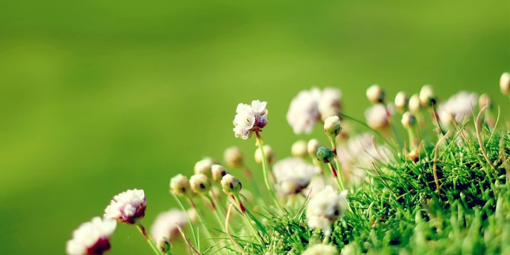 Parting flowers