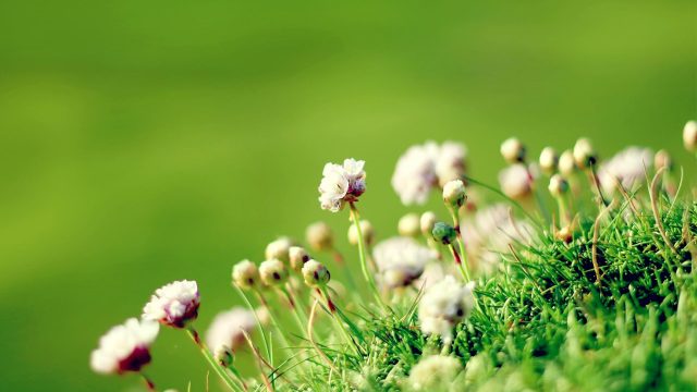 Parting flowers